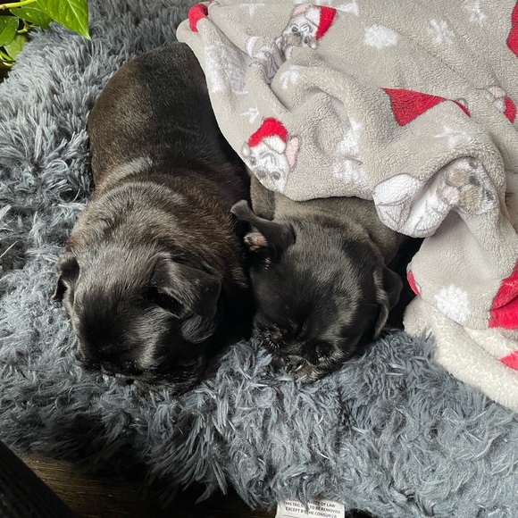 🌟🌟🌟🌟🌟 AMBASSADOR - Picture 15 of 16